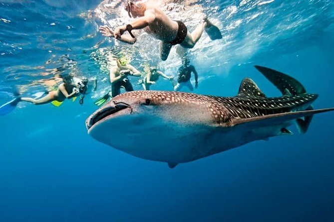 Cebu - Whale Shark Adventure